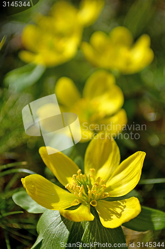 Image of Winter aconite, Eranthis hiemalis