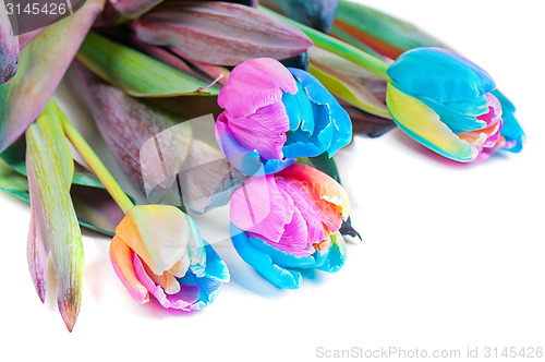 Image of Unusual multicolored tulips