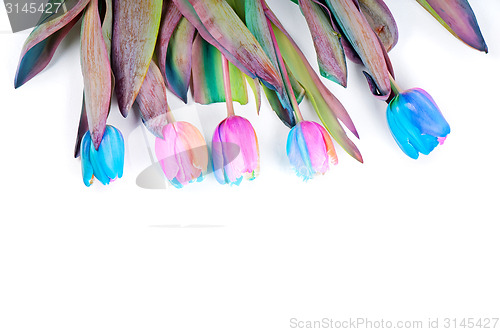 Image of Unusual rainbow tulips for border or frame