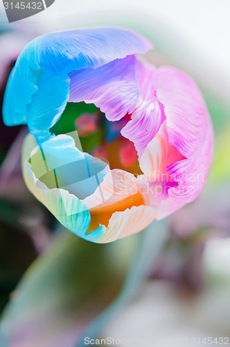 Image of Closeup of multicolored tulip