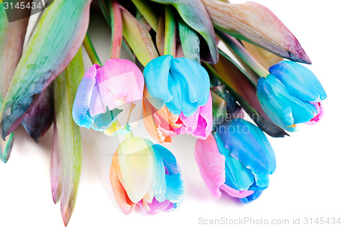 Image of Strange multicolored tulips