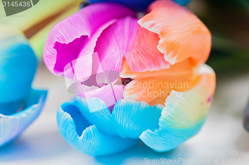 Image of Macro of multicolored tulip