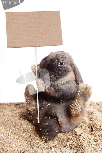 Image of Easter bunny with an empty signpost