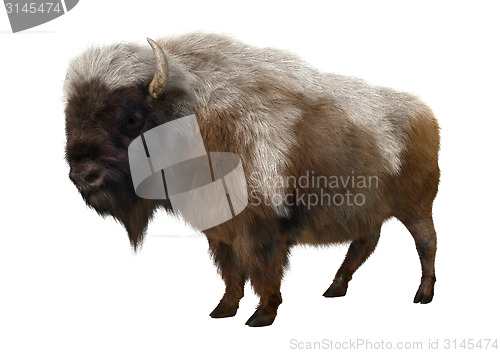 Image of American Bison