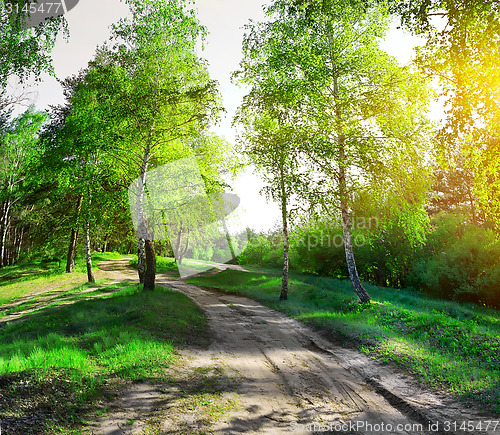 Image of Road through birchwood