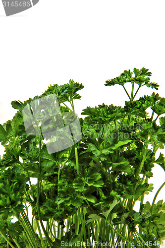 Image of parsley green leaves 