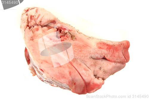 Image of raw pig head isolated 