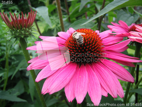 Image of flower
