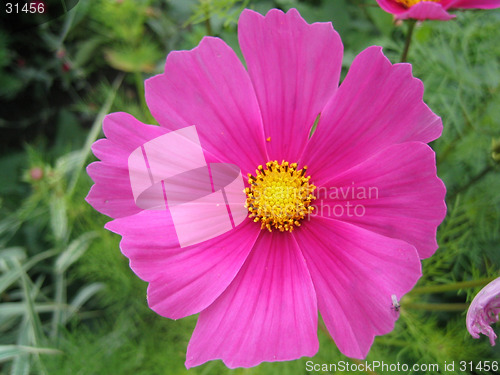 Image of flower