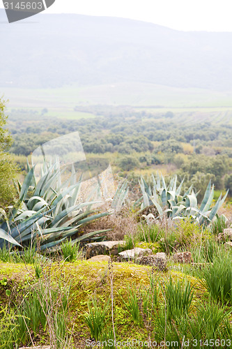 Image of volubilis in morocco africa the old agave