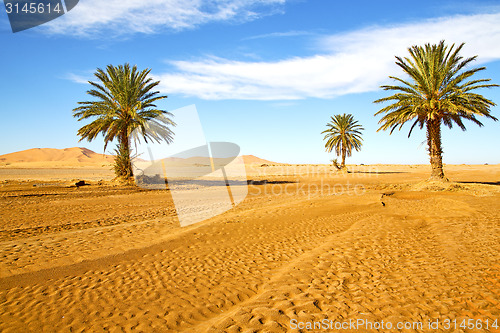 Image of palm in the  desert oasi morocco sahara africa  