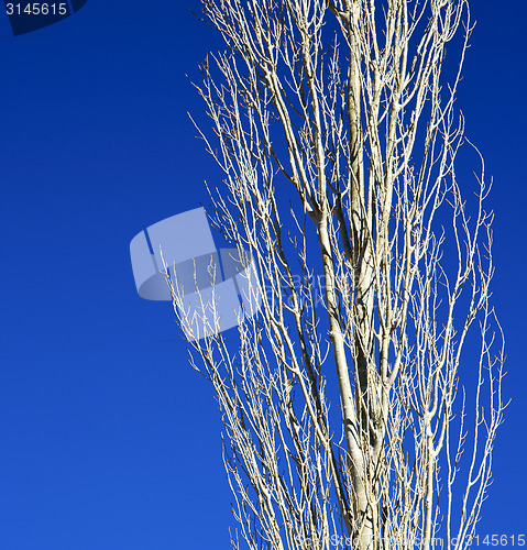 Image of dead wood in the sky morocco africa winter
