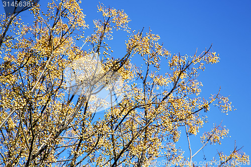 Image of yellow flower in  