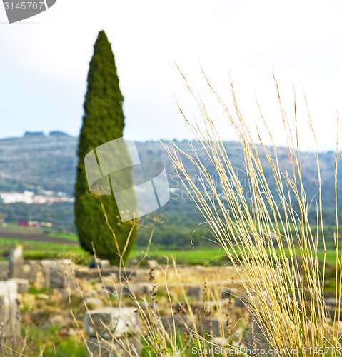 Image of volubilis in cypress  deteriorated monument and 