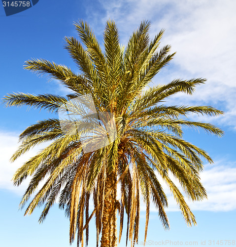 Image of palm in the  desert oasi morocco sahara africa dune