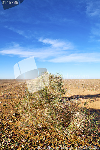 Image of bush in the  desert oasi morocco 