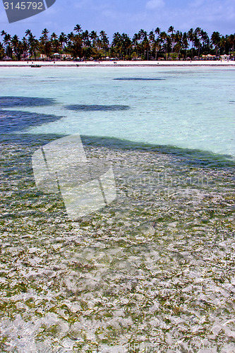 Image of seaweed beach   in isle  sky  and sailing