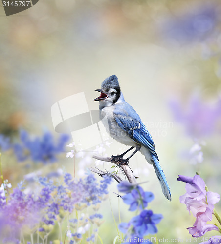 Image of Blue Jay In The Garden