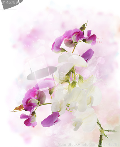 Image of Sweet Pea Watercolor