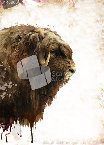 Image of  Muskox Watercolor