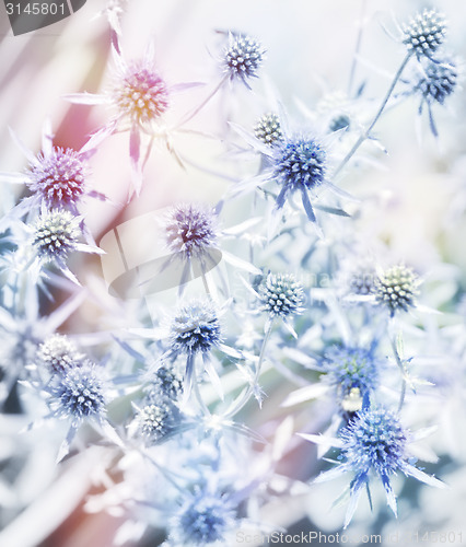 Image of Blue Flowers Watercolor