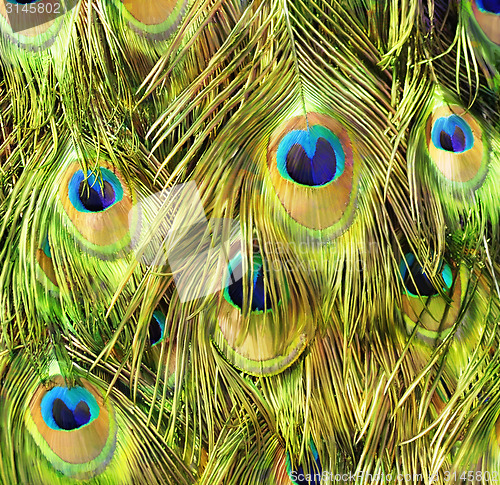 Image of Peacock Feathers