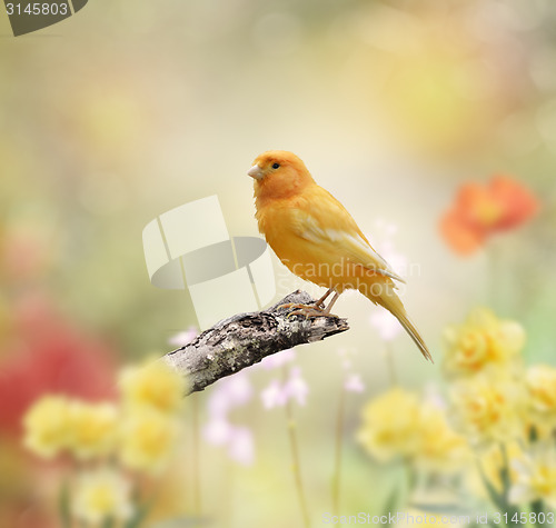 Image of Yellow Bird