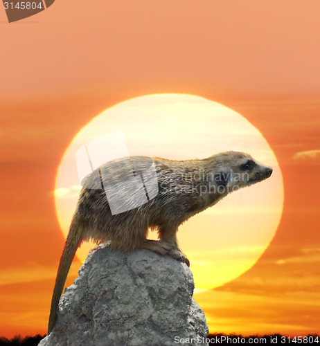 Image of Meerkat Against  Sunset