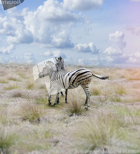 Image of Zebras In The Savannah