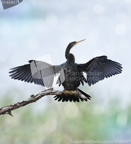 Image of Anhinga Bird