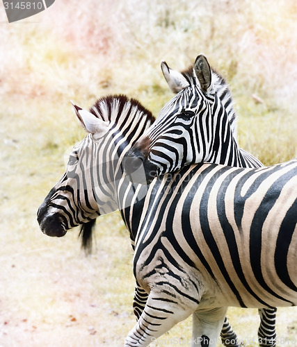 Image of Zebras