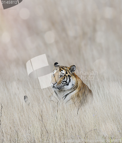 Image of Tiger