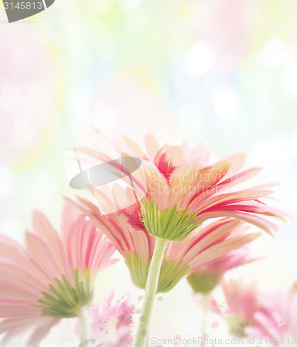 Image of Gerbera Watercolor