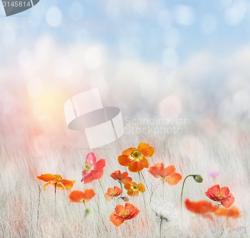 Image of Poppy Field