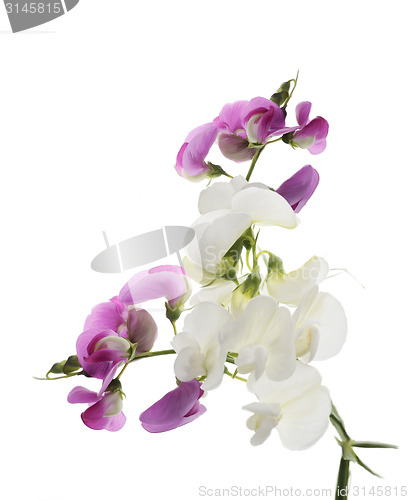 Image of Sweet Pea Flowers