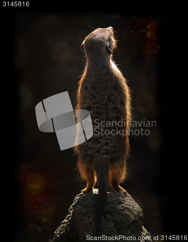 Image of Meerkat At Sunset