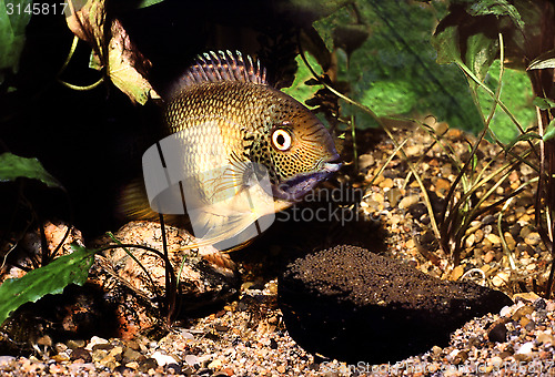 Image of Banded Cichlid male protecting eggs. Heros Efasciatus