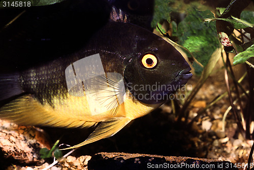 Image of Banded Cichlid female protecting eggs. Heros Efasciatus