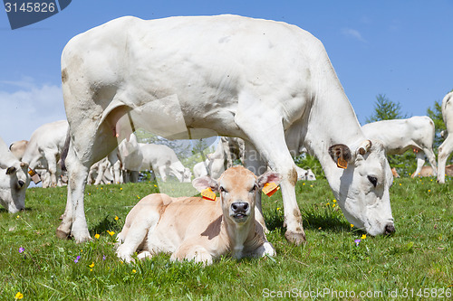 Image of Free calf on Italian Alps