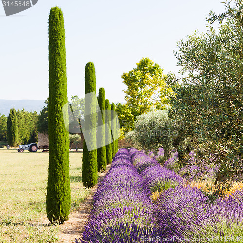 Image of Lavander field