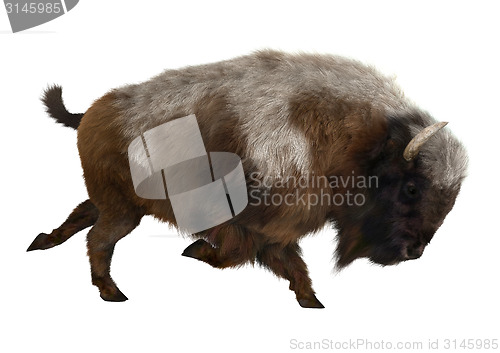 Image of American Bison