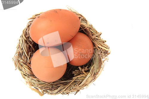 Image of eggs in the nest 