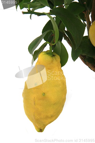 Image of lemon fruit on the tree 