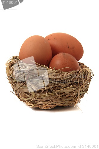 Image of eggs in the nest 