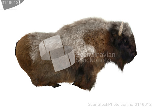 Image of American Bison