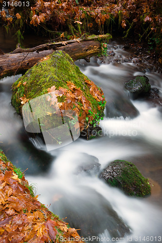 Image of Fall Autumn Leaves Forest Stream Bubbling Brook Mossy River