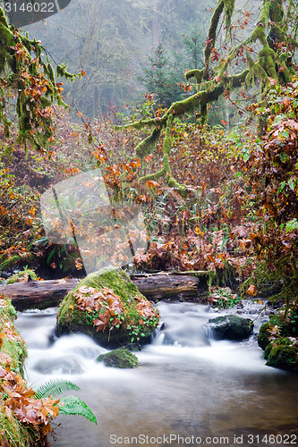 Image of Fall Autumn Forest Stream Bubbling Brook Mossy River