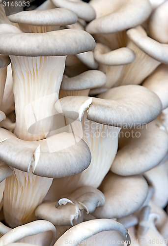 Image of Oyster mushroom.