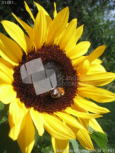 Image of sunflower with bee