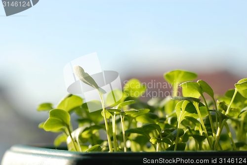 Image of Green seedlings on sunlight